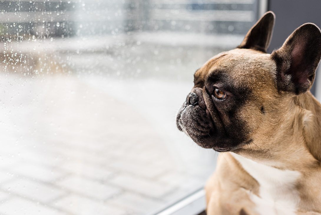 Wet Weather and your Pet